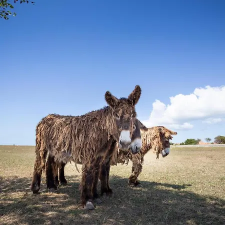 Huttopia Cote Sauvage - Ile De Re