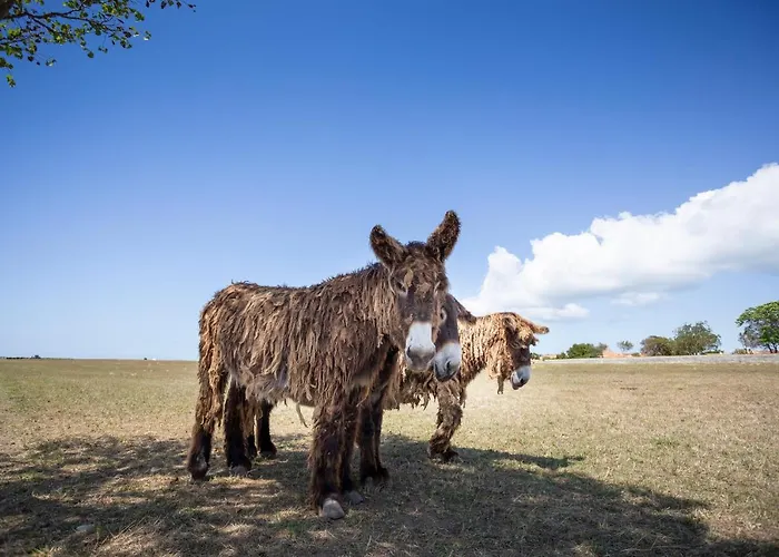 Huttopia Côte Sauvage - Ile De Ré